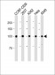 MSH2 antibody